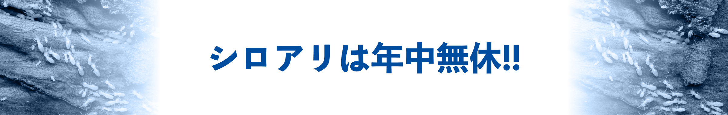 4月から7月は羽アリが活発に活動するシーズン!!