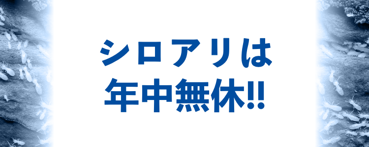 4月から7月は羽アリが活発に活動するシーズン!!